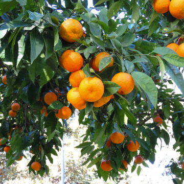 Mandarinier - Citrus nobilis