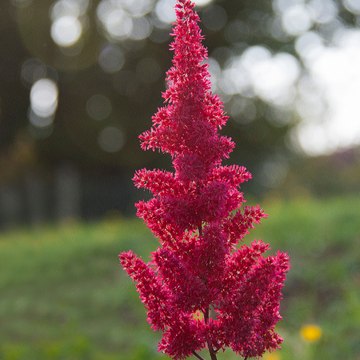 Astilbe 'Younique Ruby Red ' - Astilbe 'Younique Ruby Red '