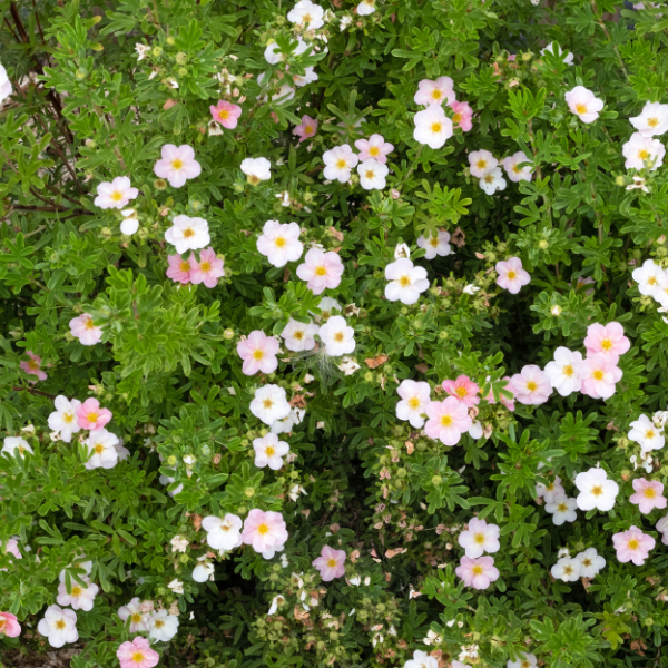 POTENTILLA fructicosa New dawn