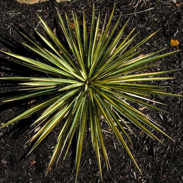 Yucca flaccida 'Golden Sword' - Yucca flaccida 'Golden Sword'