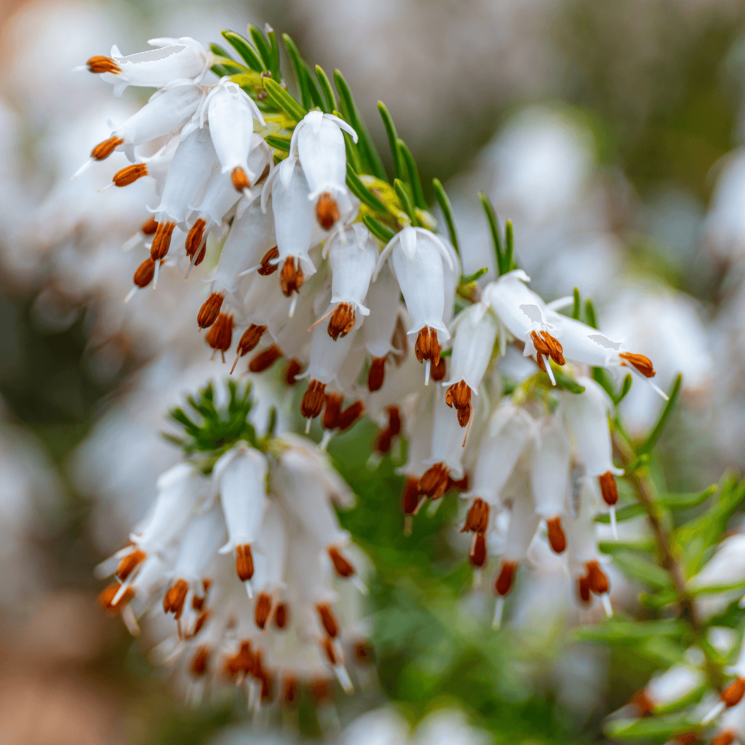 Bruyère des neiges 'White Perfection' - Erica darleyensis 'White Perfection' - FLEURANDIE