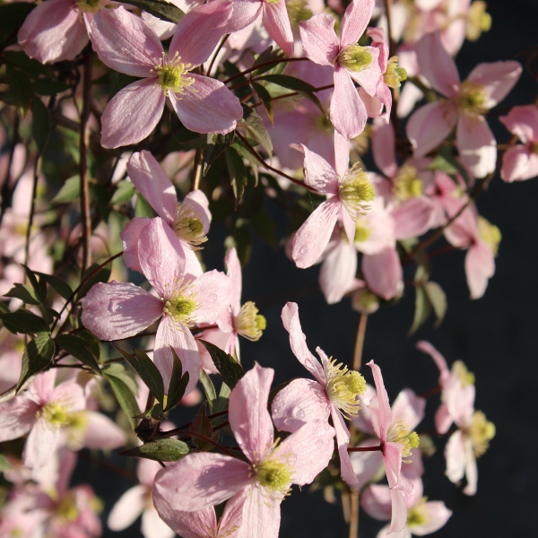 Clématite des montagnes 'Rubens' - Clematis montana 'Rubens'