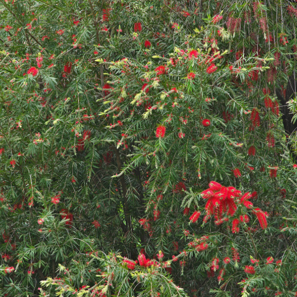 Callistemon Laevis
