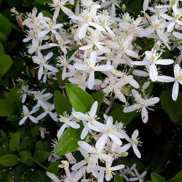 Clematis Armandii Little White Charm
