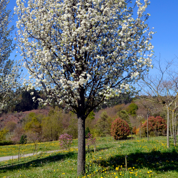 Poirier d'ornement 'Chanticleer' - Pyrus calleryana 'Chanticleer'