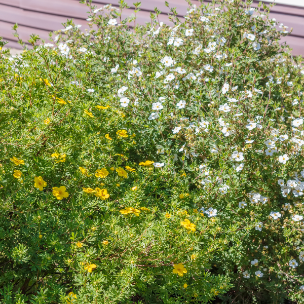 POTENTILLA fructicosa Tangerine