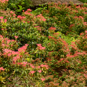 Andromède du Japon Taiwanensis - Pieris Japonica Taiwanensis
