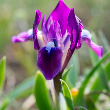 Iris nain bleu violet - Iris pumila bingo