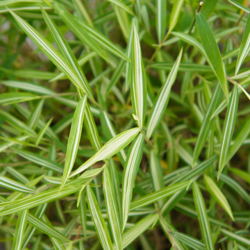 Bambou - Pleioblastus fortunei