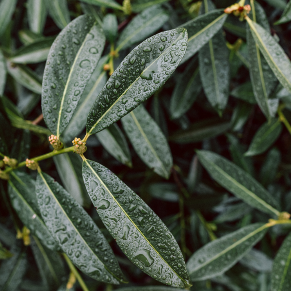 Prunus Laurocerasus Novita