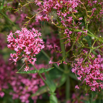 Valériane Rouge 'Coccineus' - Centranthus Ruber 'Coccineus'