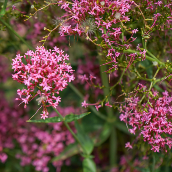Valériane Rouge 'Coccineus' - Centranthus Ruber 'Coccineus'