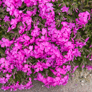 Phlox rampant rose - Phlox subulata spring hot pink