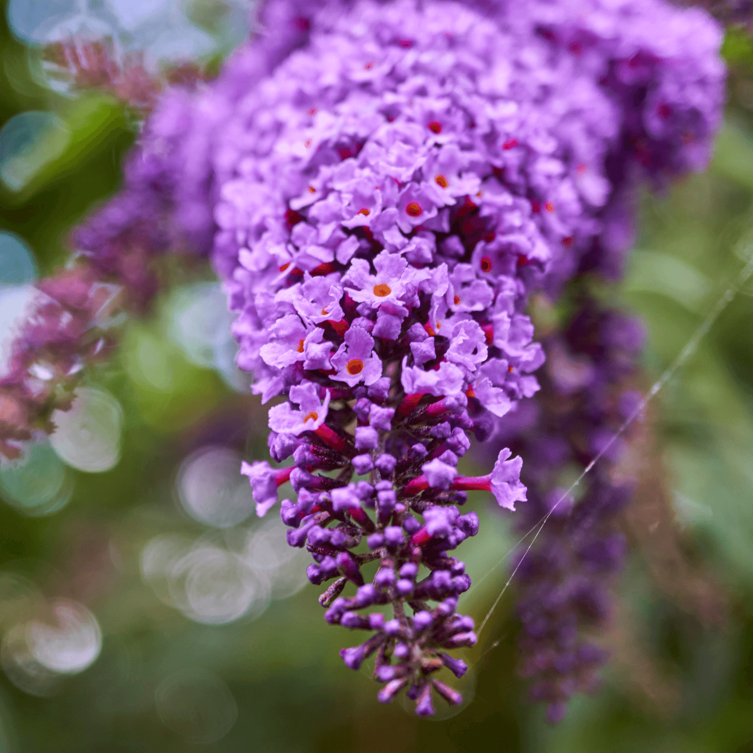 Arbre à papillon 'Reve de papillon bleu' - Buddleja davidii 'Dreaming Blue' - FLEURANDIE