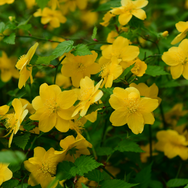 Corête du Japon 'Golden Guinea' - KerriaJjaponica 'Golden Guinea'