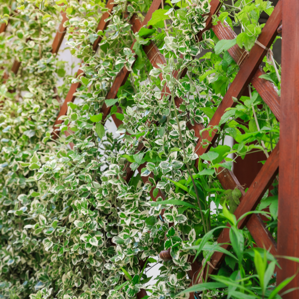 Fusain persistant 'Silver Queen' - Euonymus fortunei 'Silver Queen'