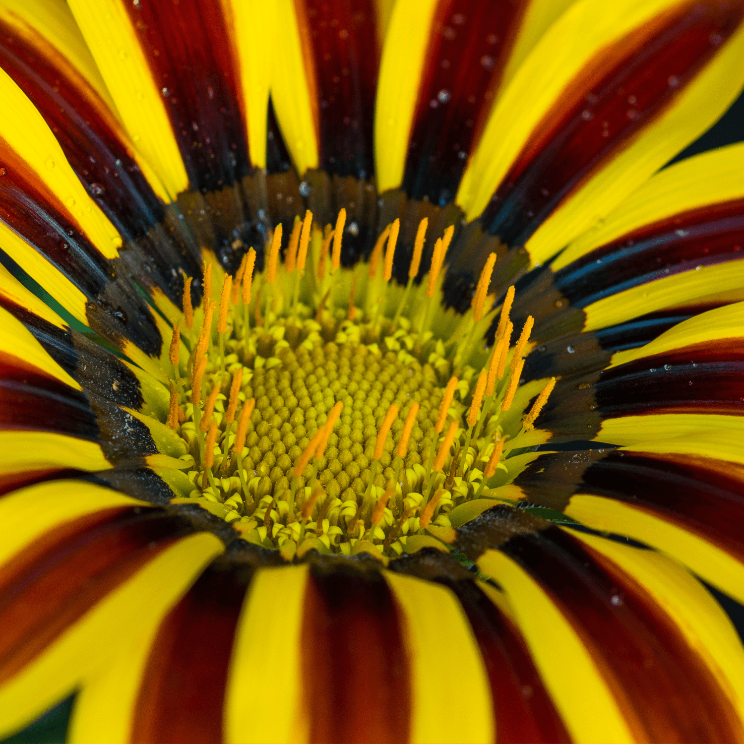 Gazania - FLEURANDIE