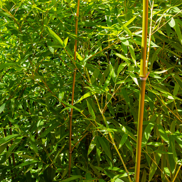 Bambusa Phyllostachys Aureocalis