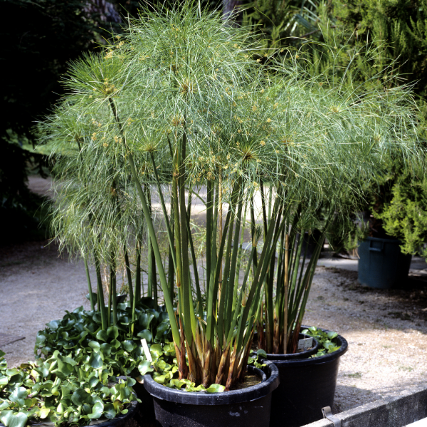 Cyperus papyrifera