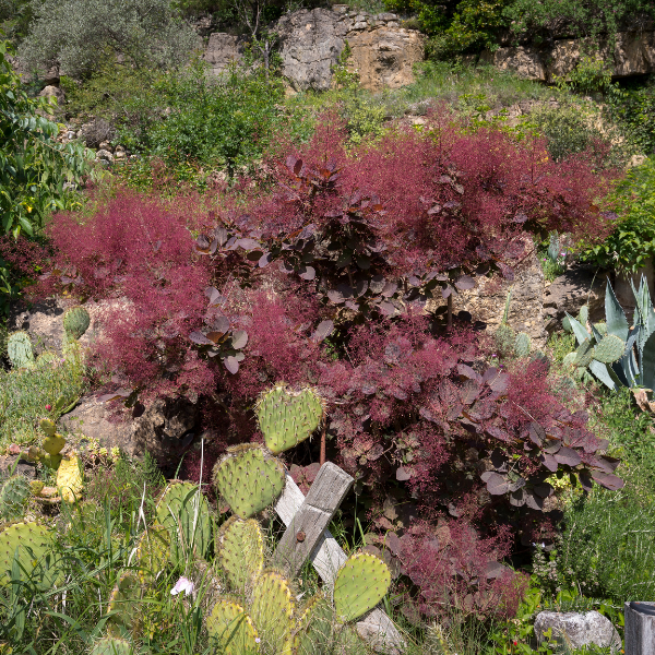 Arbre à perruque 'Dusky Maiden' - Cotinus coggygria 'Dusky Maiden'