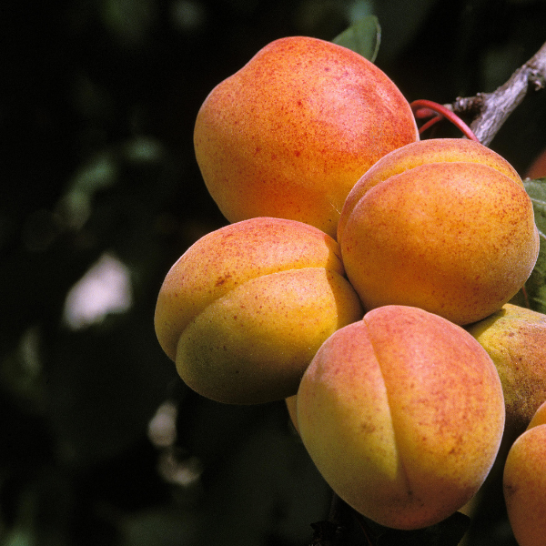 Abricotier 'Luizet' - Prunus armeniaca 'Luizet'
