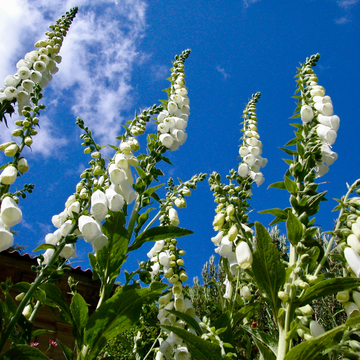 Digitalis Hybride Lucas White