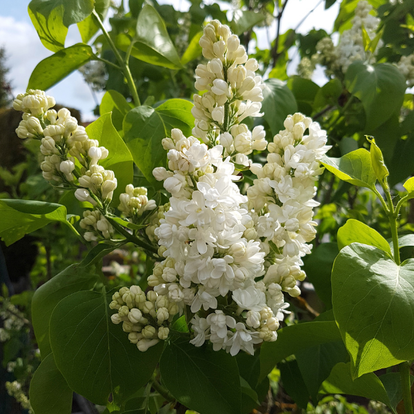 Lilas 'Souvenir d'Alice Harding' - Syringa vulgaris 'Souvenir d'Alice Harding'