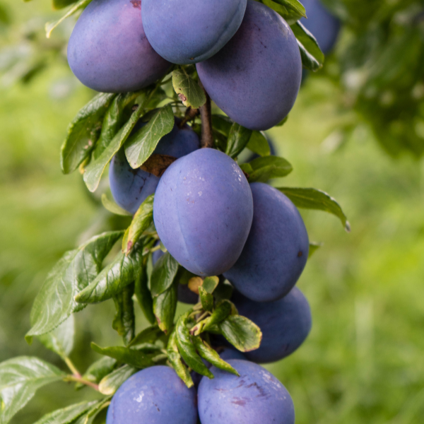 Prunier Président - Prunus domestica President