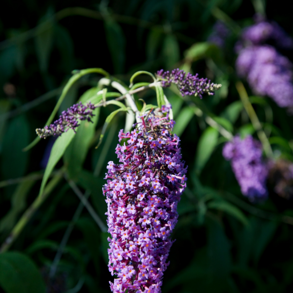 Arbre aux papillons 'Sophie' - Buddleja davidii 'Sophie'