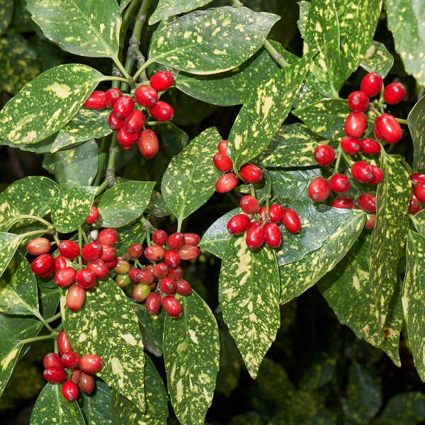 Aucuba Japonica Variegata