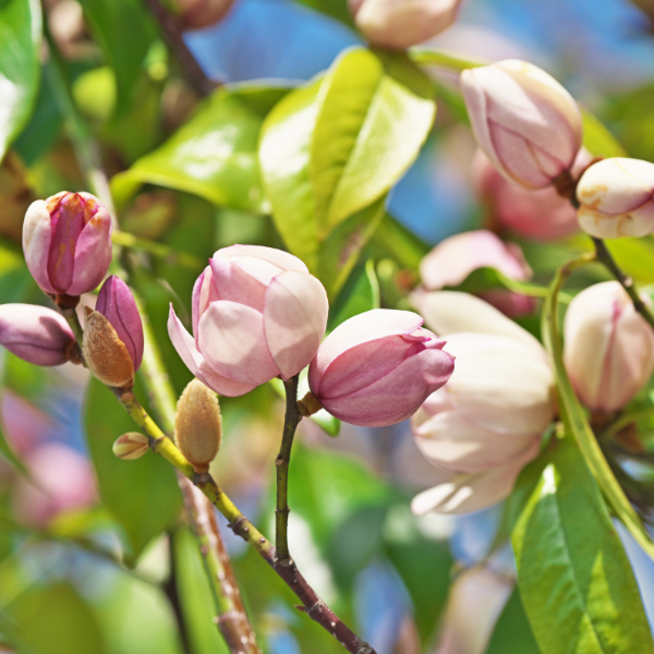 Magnolia 'Fairy Blush'® Michelia - Magnolia 'Fairy Blush® Michelia'