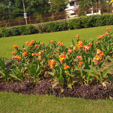 Canna Mix