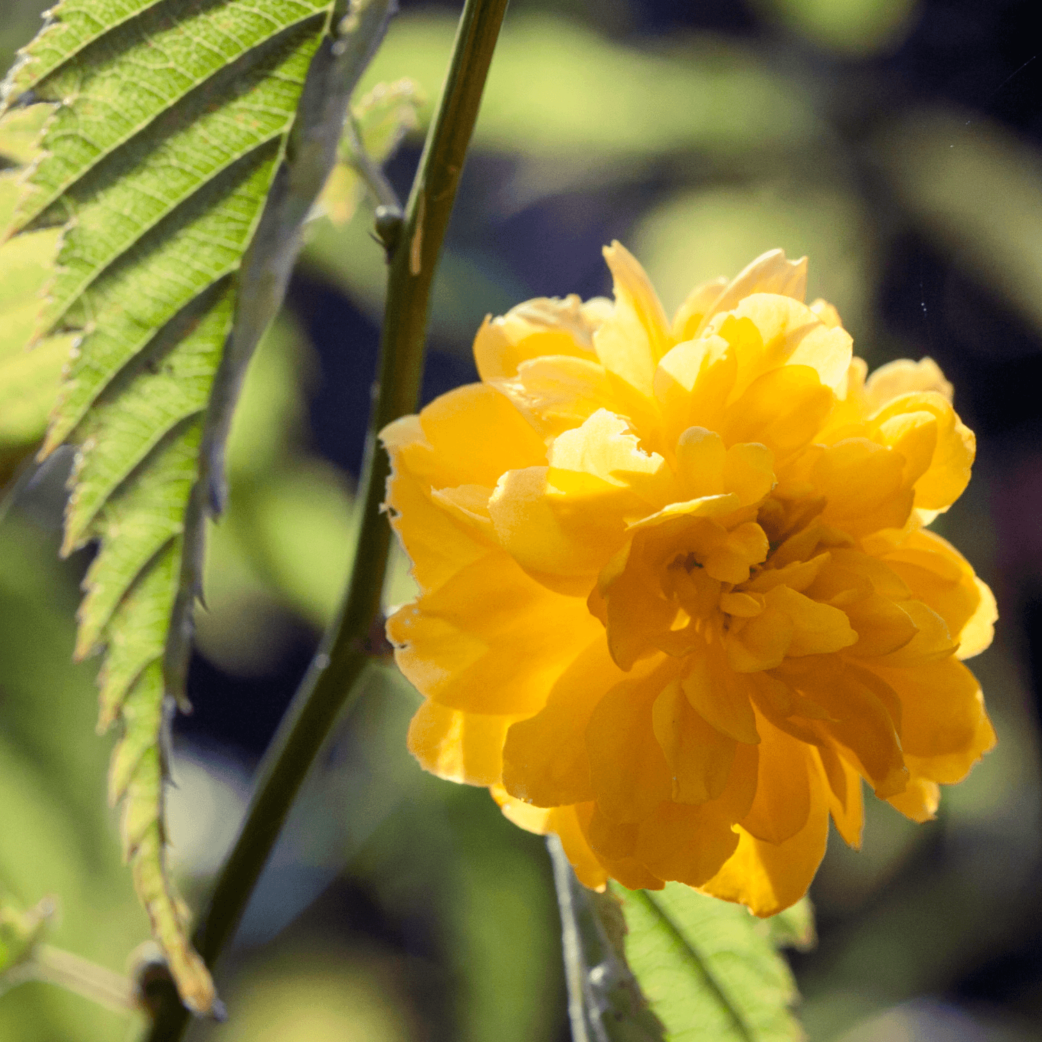 Cette plante du Japon se couvre de fleurs jaunes au printemps Cette plante du Japon se couvre de fleurs jaunes au printemps