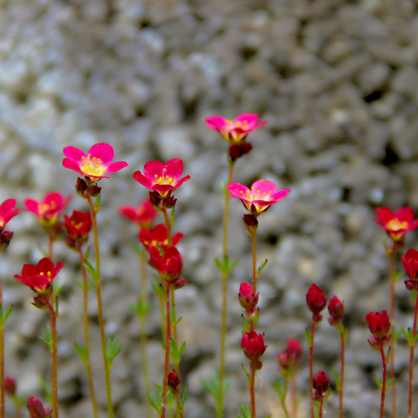 Saxifrage rose foncé -  Saxifraga arendsii ‘Lofty Dark Rose Shades'