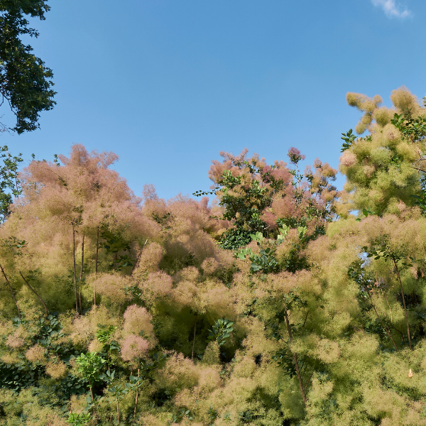 Arbre à perruque - Cotinus coggygria