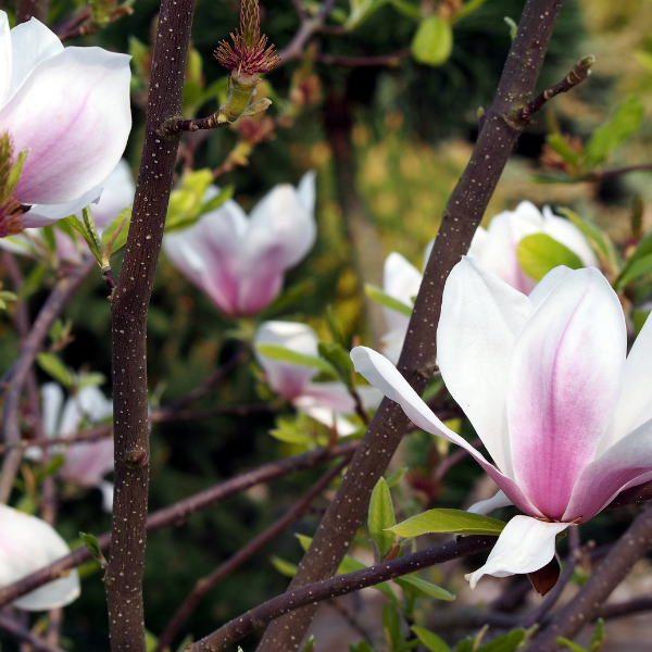 Magnolia x soulangiana 'Alba Superba' - Magnolia soulangiana 'Alba Superba'
