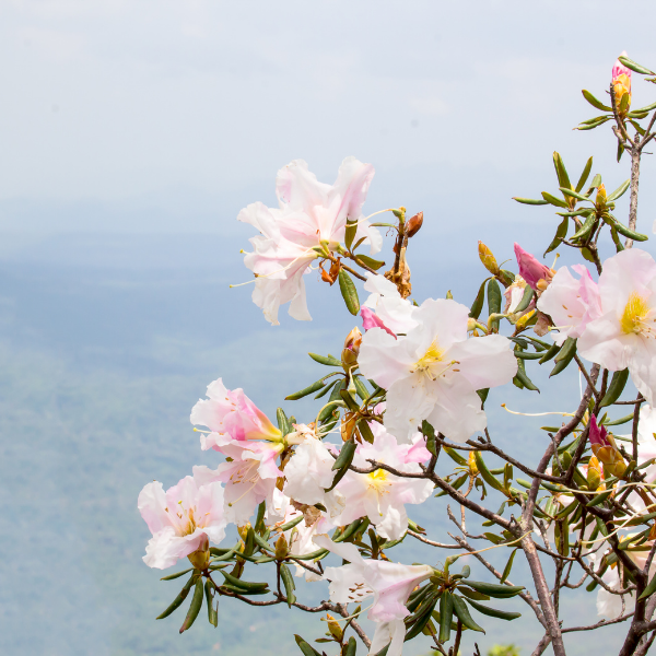 Azalée japonaise 'Sir Robert - Azalea japonica Sir Robert
