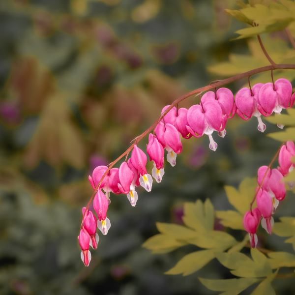Cœur de Marie -  Dicentra spectabilis