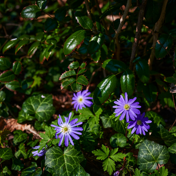 Anémone de Grèce 'Blue Shades' - Anemone blanda 'Blue Shades'