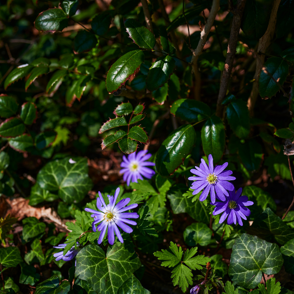 Anémone de Grèce 'Blue Shades' - Anemone blanda 'Blue Shades'