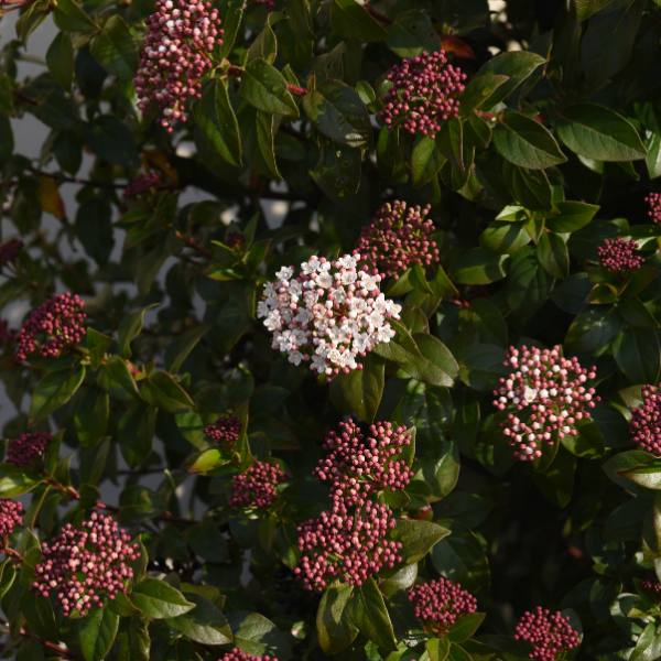 Viorne Laurier Tin - Viburnum Tinus Quimper