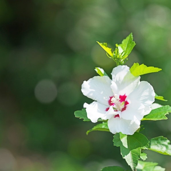 Mauve en arbre 'Speciosus' - Hibiscus syriacus 'Speciosus'