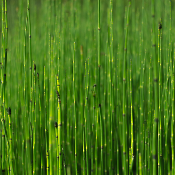 Prêle d'hiver - Equisetum