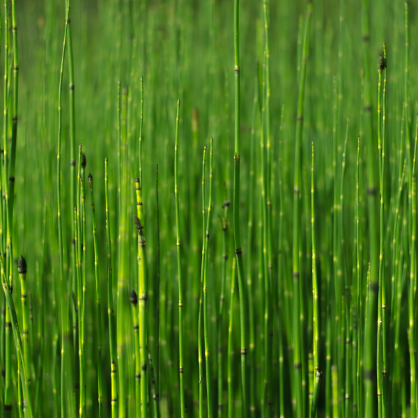 Prêle d'hiver - Equisetum