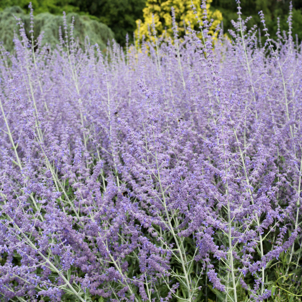 Sauge d'Afghanistan 'Lacey Blue' - Perovskia atriplicifolia 'Lacey Blue'