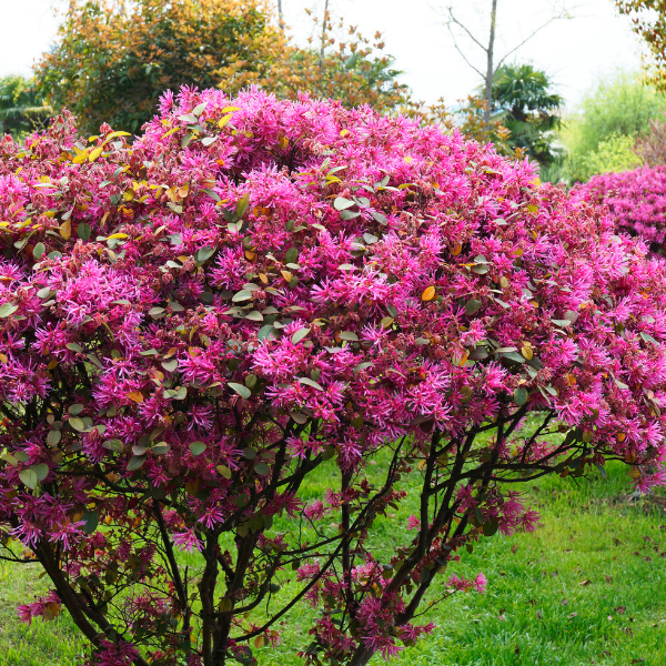 Loropetalum chinensis Rouge de La Marjorie®