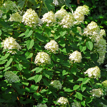 Hortensia paniculé 'Silver Dollar' - Hydrangea paniculata 'Silver Dollar'