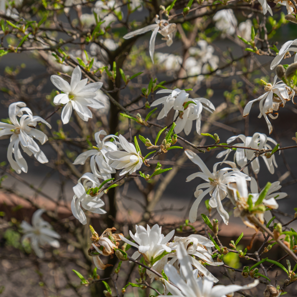 Magnolia stellata 'Royal Star' -  Magnolia stellata 'Royal Star'