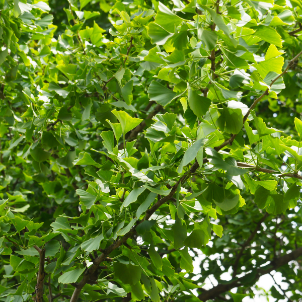 Arbre aux 40 écus 'Troll'- Ginkgo biloba 'Troll'