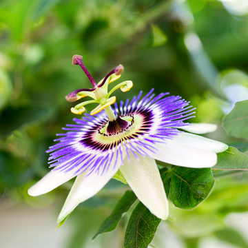 Passiflore Pyramide